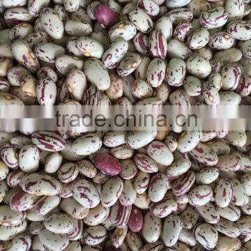 Chinese Big size Light Speckled Kidney beans American Round