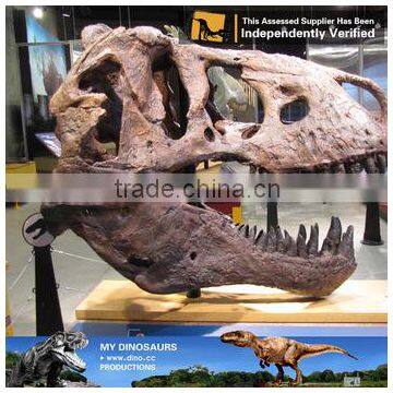 MY Dino-C086 Museum t Rex Dinosaur Head Skeleton photo-4