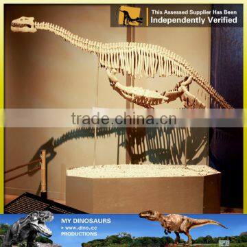 MY Dino-C024 Life Size Golden Dinosaur Skeleton photo-5
