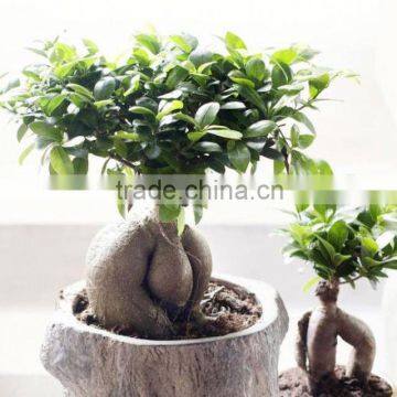 300g ginseng ficus