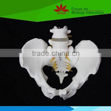 Hot selling Model of pelvis with 4th and 5th lumbar vertebrea and femur heads