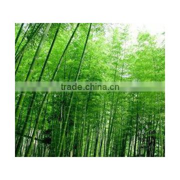 Bamboo Dietary Fiber Powder