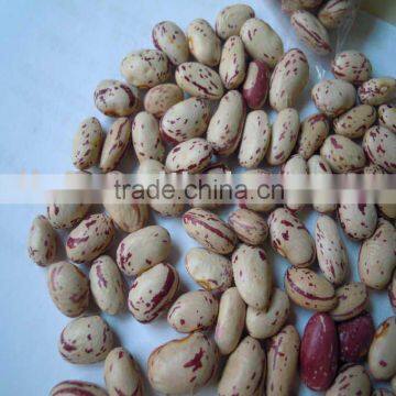 Light Speckled Kidney Beans 2010 round