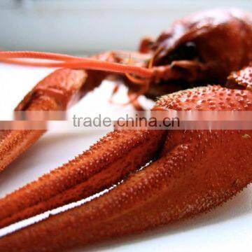 Frozen Crawfish Fish Seafood photo-4