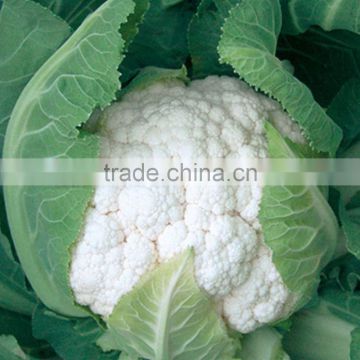 CF60 Genius 60 days heat resistant early maturity hybrid cauliflower seeds