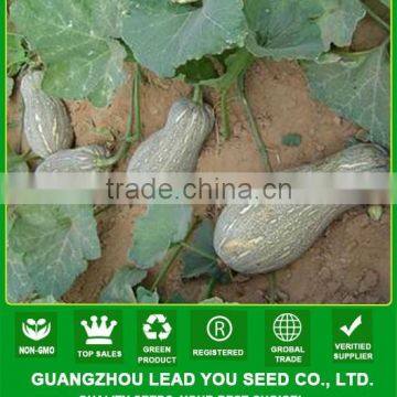 MPU02 Lixia hot sale hybrid pumpkin seeds, green sweet pumpkin seeds