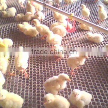 Plastic Flat Mesh, HDPE Plastic Mesh,Plastic Netting photo-2