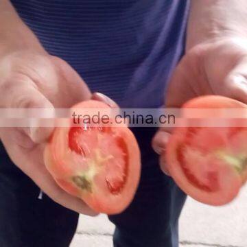 Fruit Vegetable Tomato Half Cutting Machine photo-2