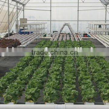 Agricultural Greenhouse Used Commercial Greenhouse