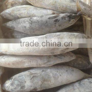 Sea Frozen Bonito Tuna photo-3