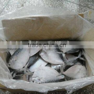 2016 high quality Frozen Moonfish for sale