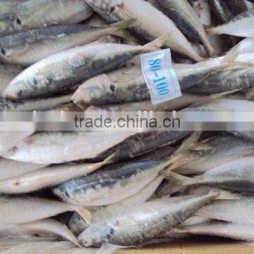 Frozen Whole Horse Mackerel Fish photo-5