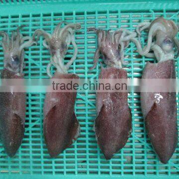 FRESH FROZEN SQUID (U5,U7,U10) FROM ALO SEAFOOD photo-2