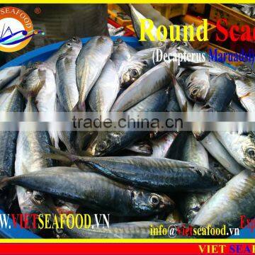 FROZEN MARUADSI WHOLE ROUND (ROUND SCAD) photo-4