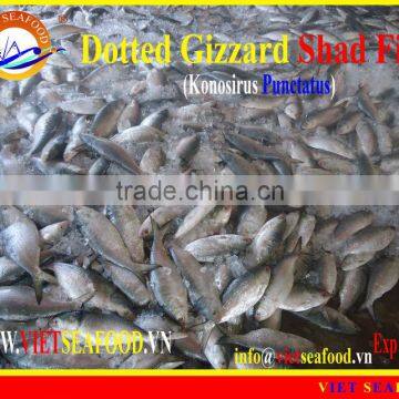 FROZEN DOTTED GIZZARD SHAD FISH