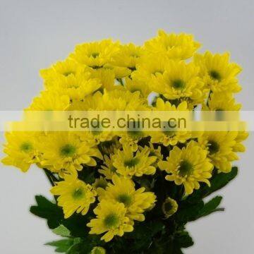 High-class White Chrysanthemum Flowers From Yunnan photo-4
