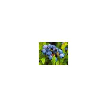 iqf wild blueberry(sales5 at lgberry dot com dot cn )