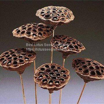 Dried Natural Arrangements Decoration Lotus Seedpod Head Shell Herbal Medicine Wholesaler Exporter Supplier photo-5