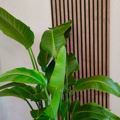 Akupanel Modern Polyester Fiber PET Wood Acoustic Slat Wall Panel Fireproof Eco-Friendly 90% Noise Reduction for TV Backgournd Room photo-5
