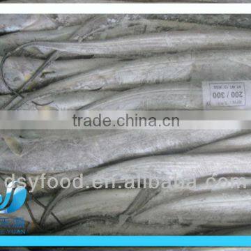 frozen A grade whole round ribbonfish