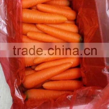 Fresh Carrot/bulk carrot /fresh red carrot