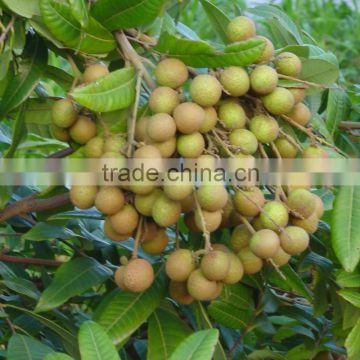 Chinese Top Quality Dried Longan Fruit