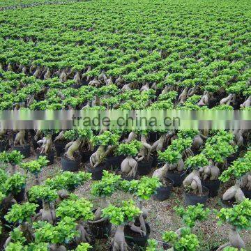 Wholesale indoor ginseng ficus bonsai