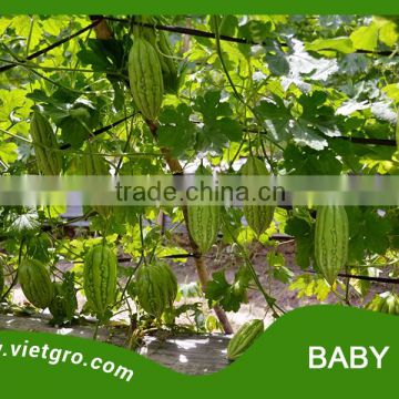 High Yield F1 Hybrid Bitter Gourd Seed - BABY 100