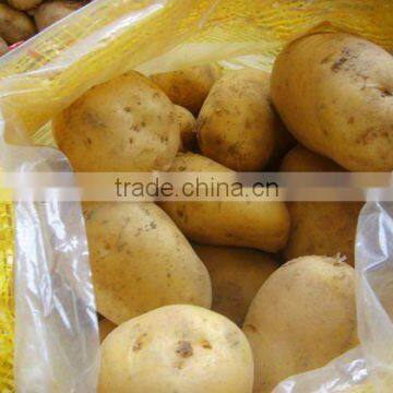 new fresh holland potato(10kg/ctn)