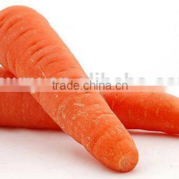 HIGH QUALITY FRESH CARROT 2015 photo-2