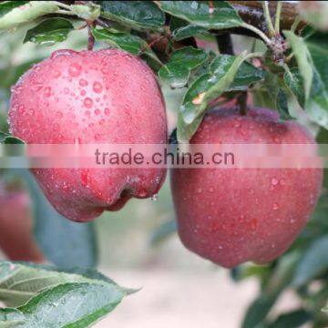 2016 New Crop New Season Huaniu Apple Fresh Apple China photo-2