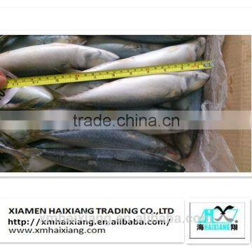 Wholesale frozen pacific mackerel fish in high quality