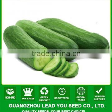 NCU071 Chongwu hybrid quality cucumber seeds for greenhouse