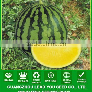 AW051 Bella yellow flesh hybrid seedless watermelon seed different types of seeds