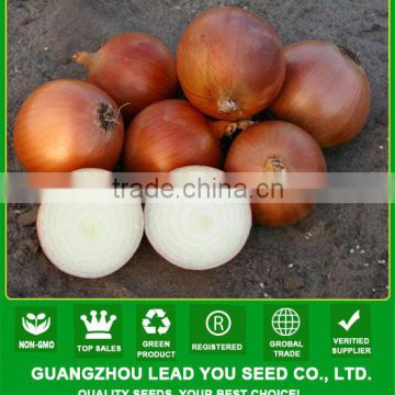 ON03 Huangjin mid-late maturity yellow onion seeds for sale