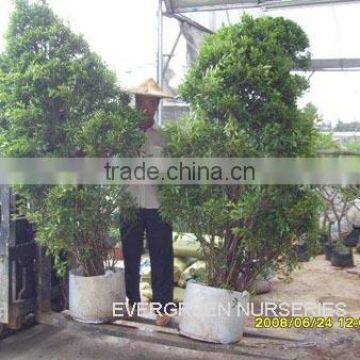 Ficus benjamina