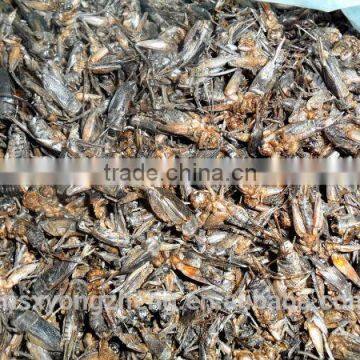 Wild Birds Food Freeze Dried Crickets;Dried Crickets for Wild Birds photo-5