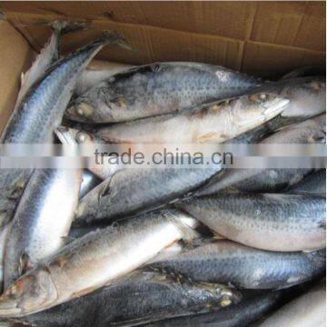 Marine Frozen fresh pacific mackerel whole round frozen mackerel