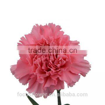 Hot Fashion Single Carnations Cut Flower Price Fresh Cut Flowers From China