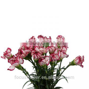 High Quality fresh carnation flower for Valentine's Day