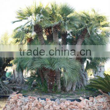 Chamaerops Humilis photo-3