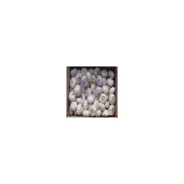 supply garlic