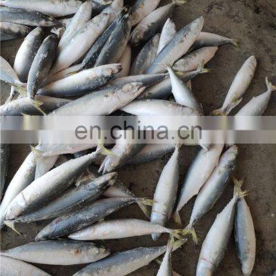 Frozen Mackerel Price Frozen Pacific Mackerel Fish Price photo-3
