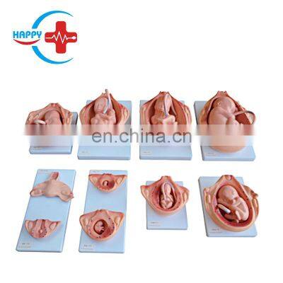 HC-S345 Advanced Vivid Embryo Development Process Model/Fetus Development Model for Teaching photo-2