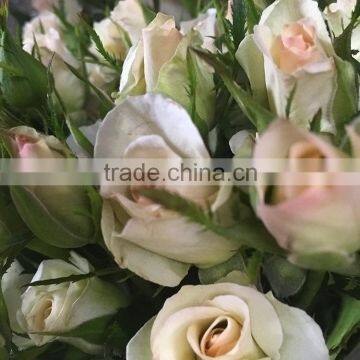 New OEM fresh rose flower