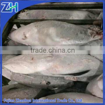 sailfish for sale, frozen tuna seafood wholesale price