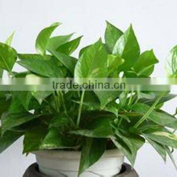 Shop/Home /Office Decor Small Artificial Plant Scindapsus Araceae photo-3