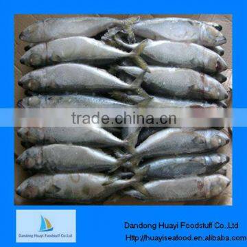 Frozen Mackerel Janpanese Mackerel