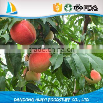 bulk frozen yellow peach at low price