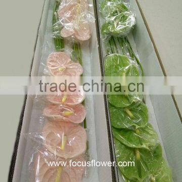 Best Anthurium Price Fresh Flower Hot Sale Anthuriums Plants From Wholesale Trading Companies photo-6